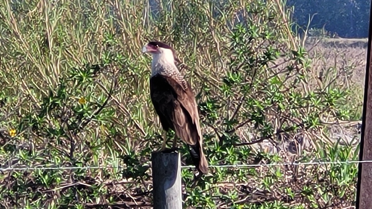 Crested Caracara (Northern) - ML572670371