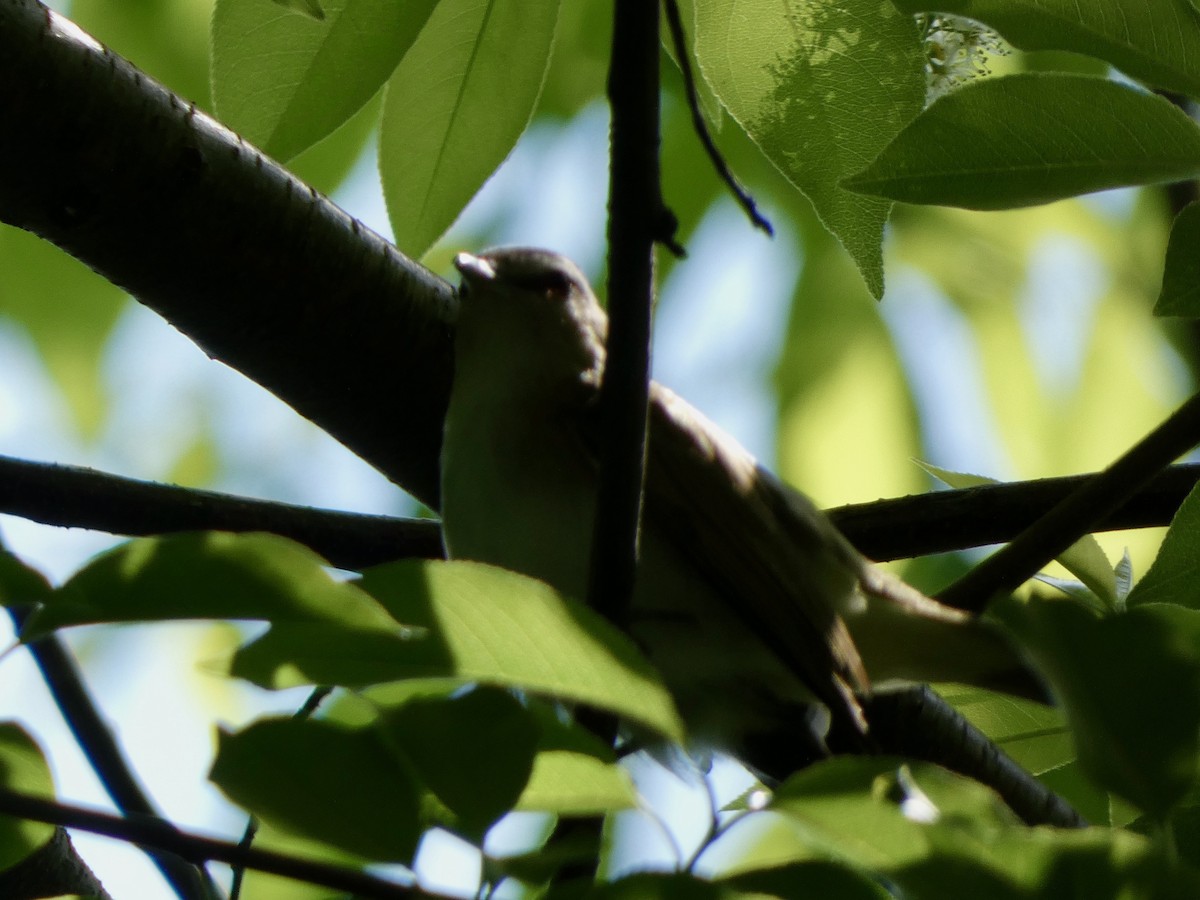 Red-eyed Vireo - ML572670861