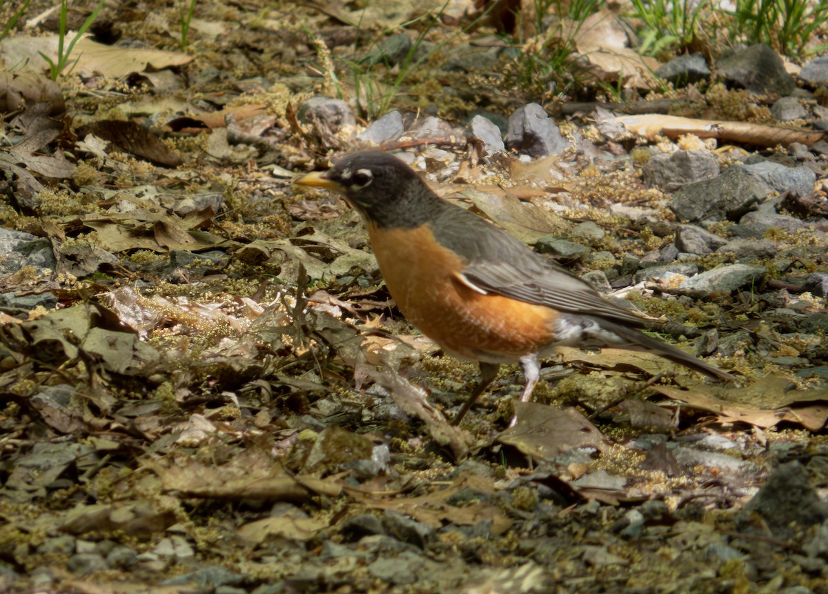 American Robin - Oliver Pechenik