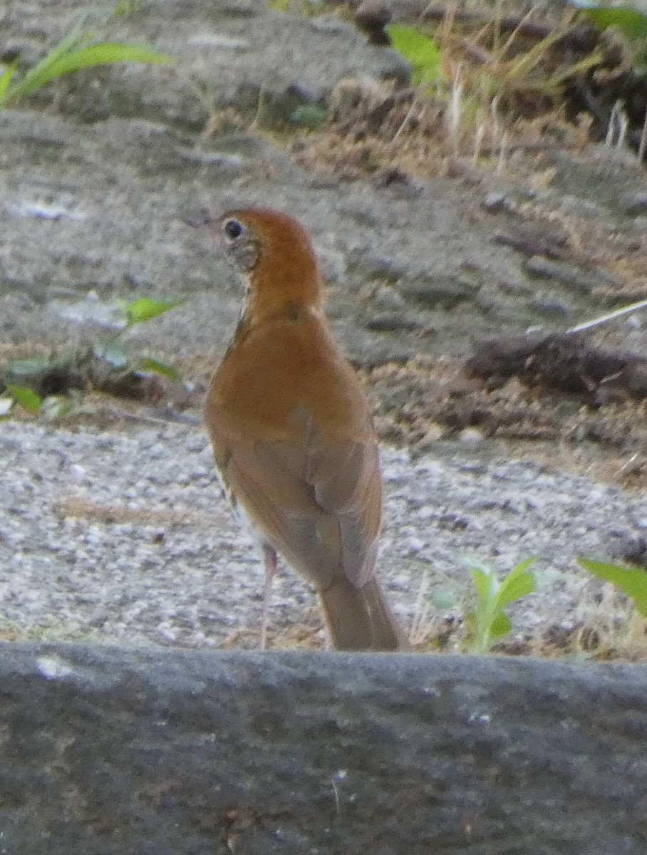 Wood Thrush - Evan Schumann