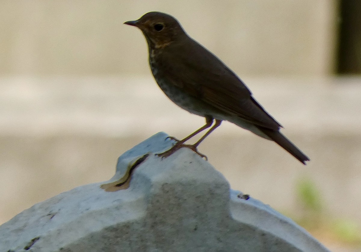 Swainson's Thrush - ML572671201