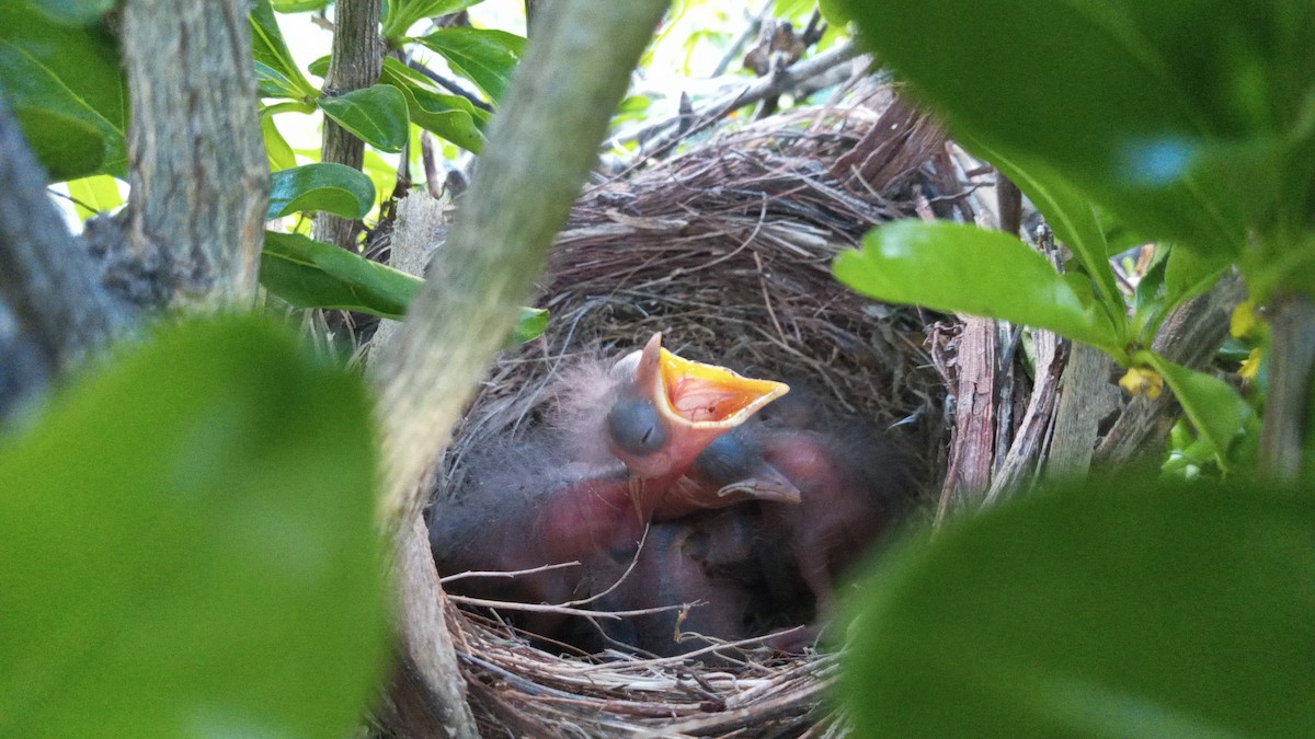 Eurasian Blackbird - ML572671401