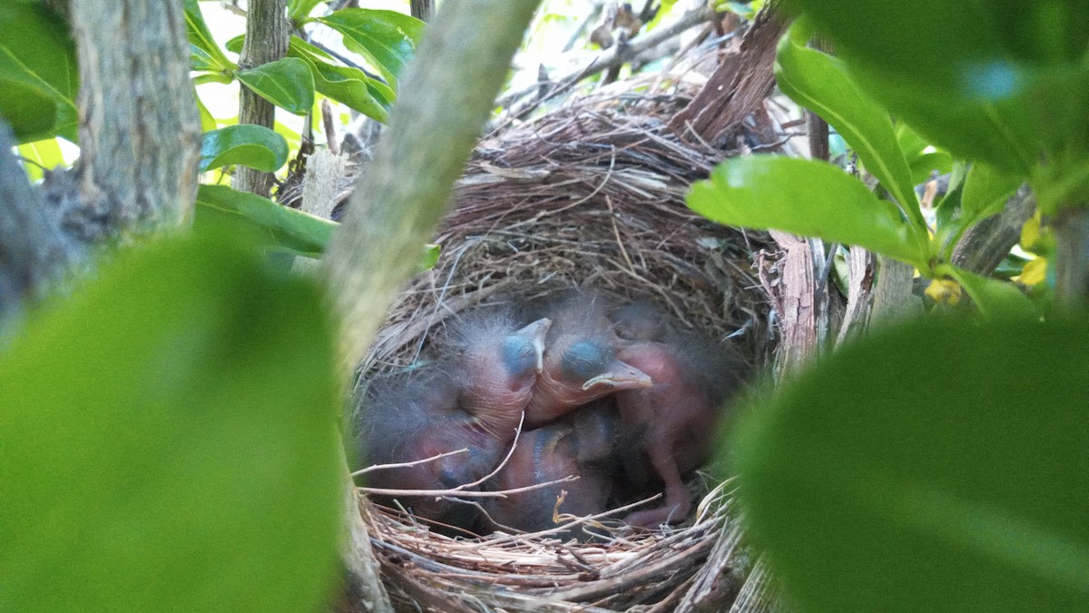 Eurasian Blackbird - ML572671411