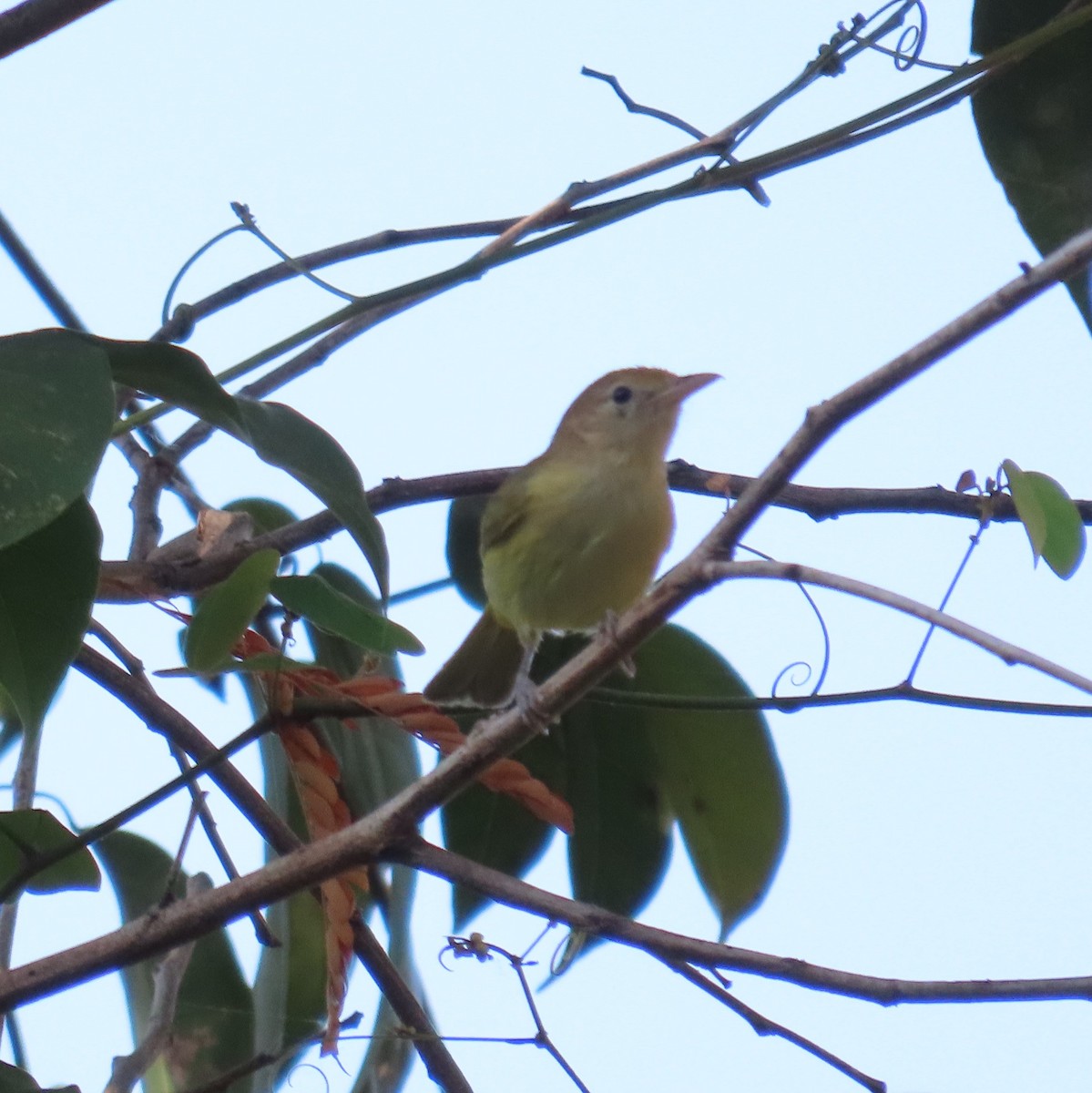 Golden-fronted Greenlet - ML572671671