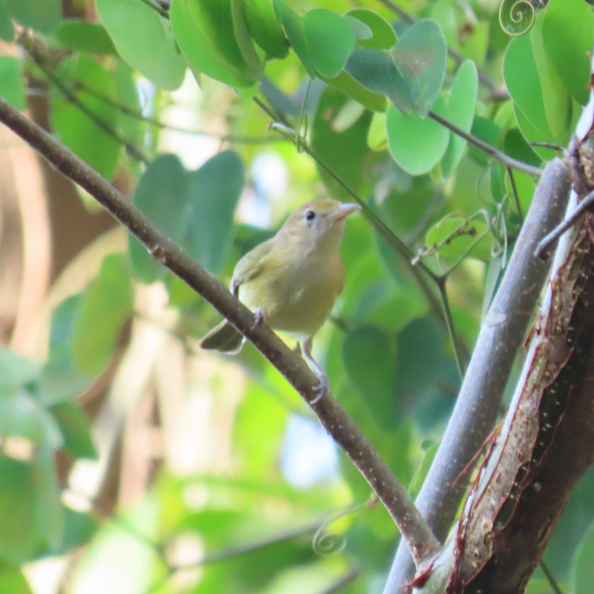 Golden-fronted Greenlet - Mackenzie Goldthwait