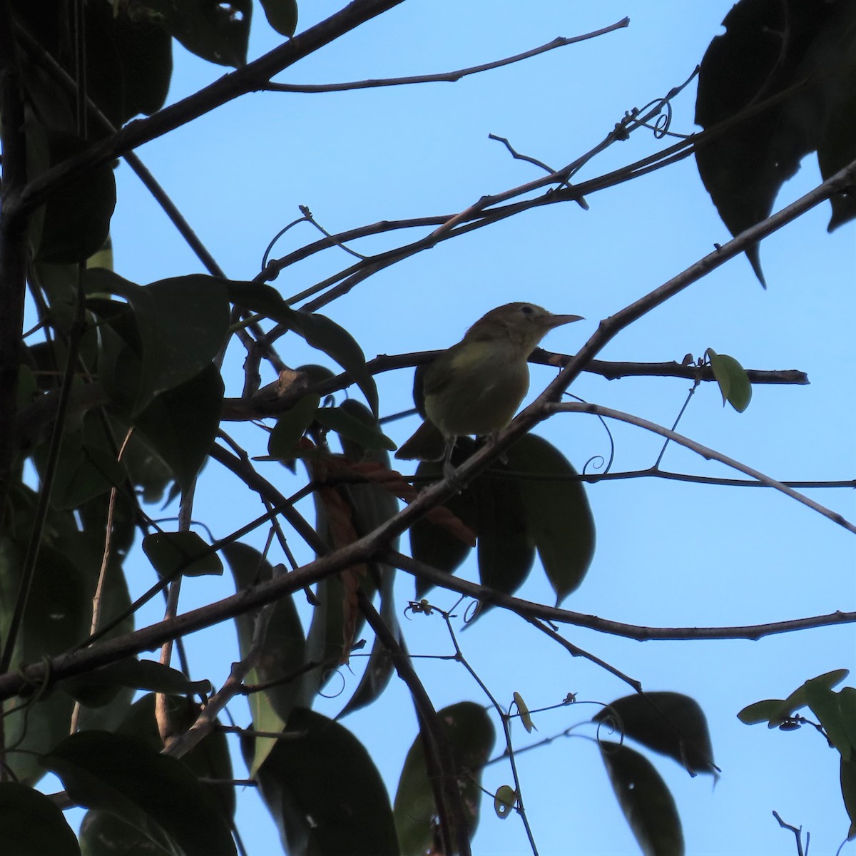 Golden-fronted Greenlet - ML572671691