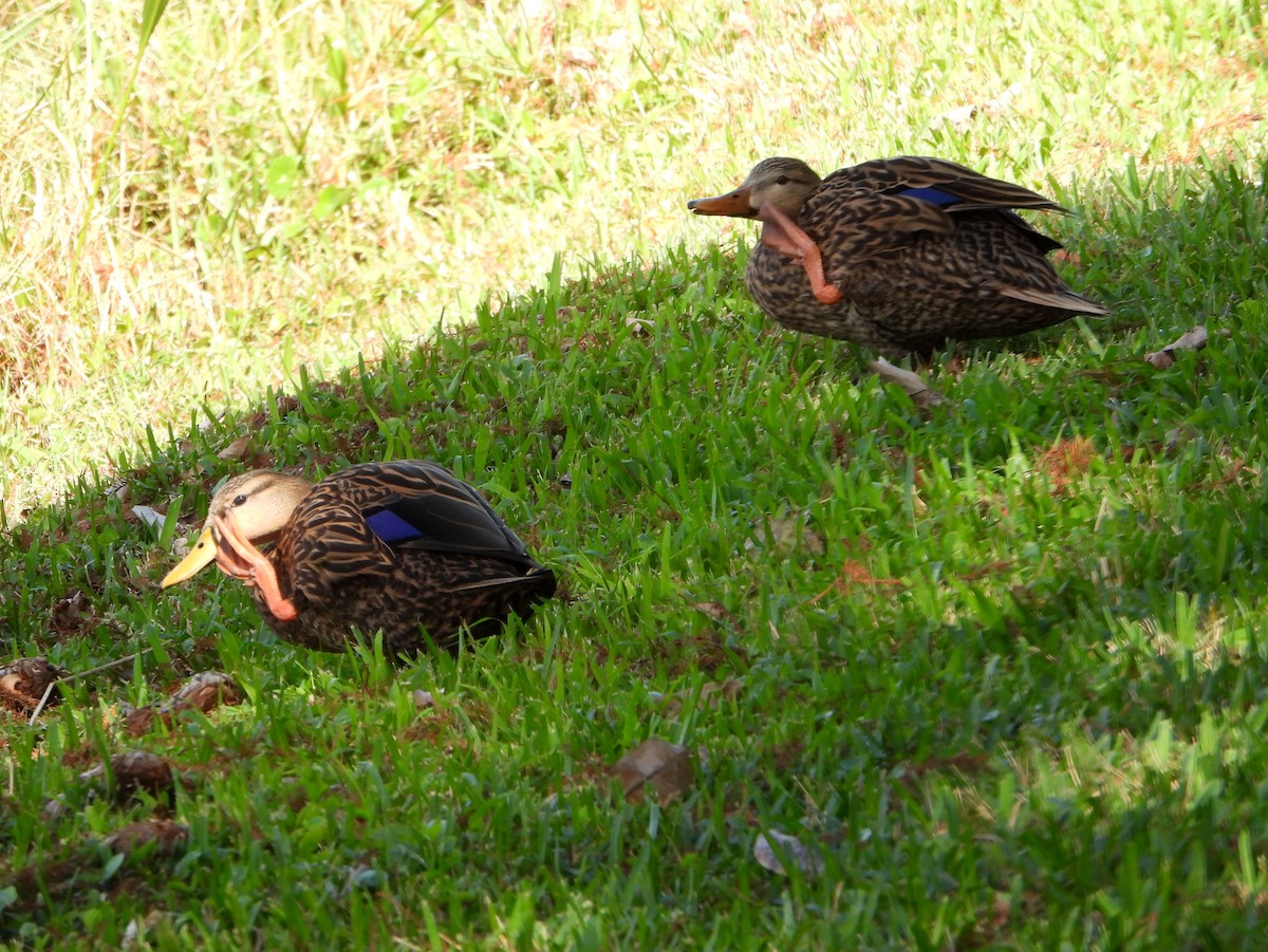 eBird Checklist - 11 Feb 2023 - Central Park, Plantation US-FL 26.12347 ...