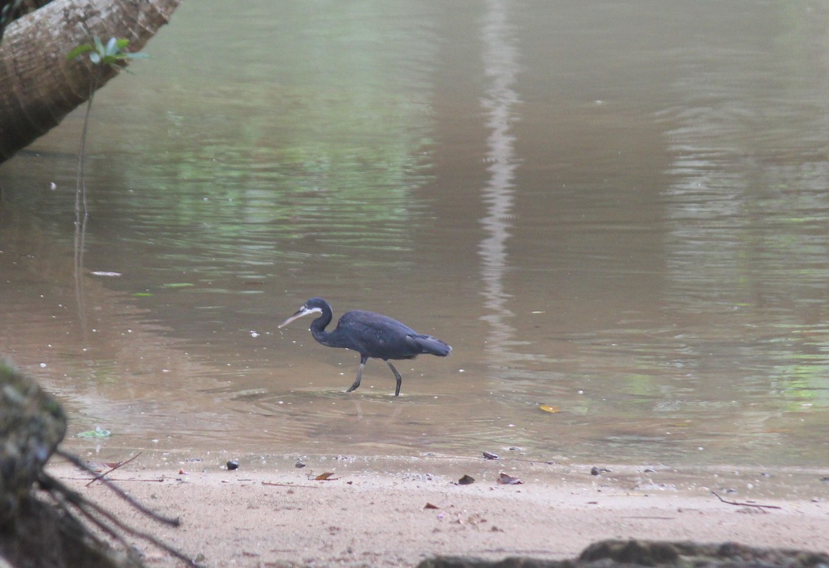 Western Reef-Heron - ML572673881