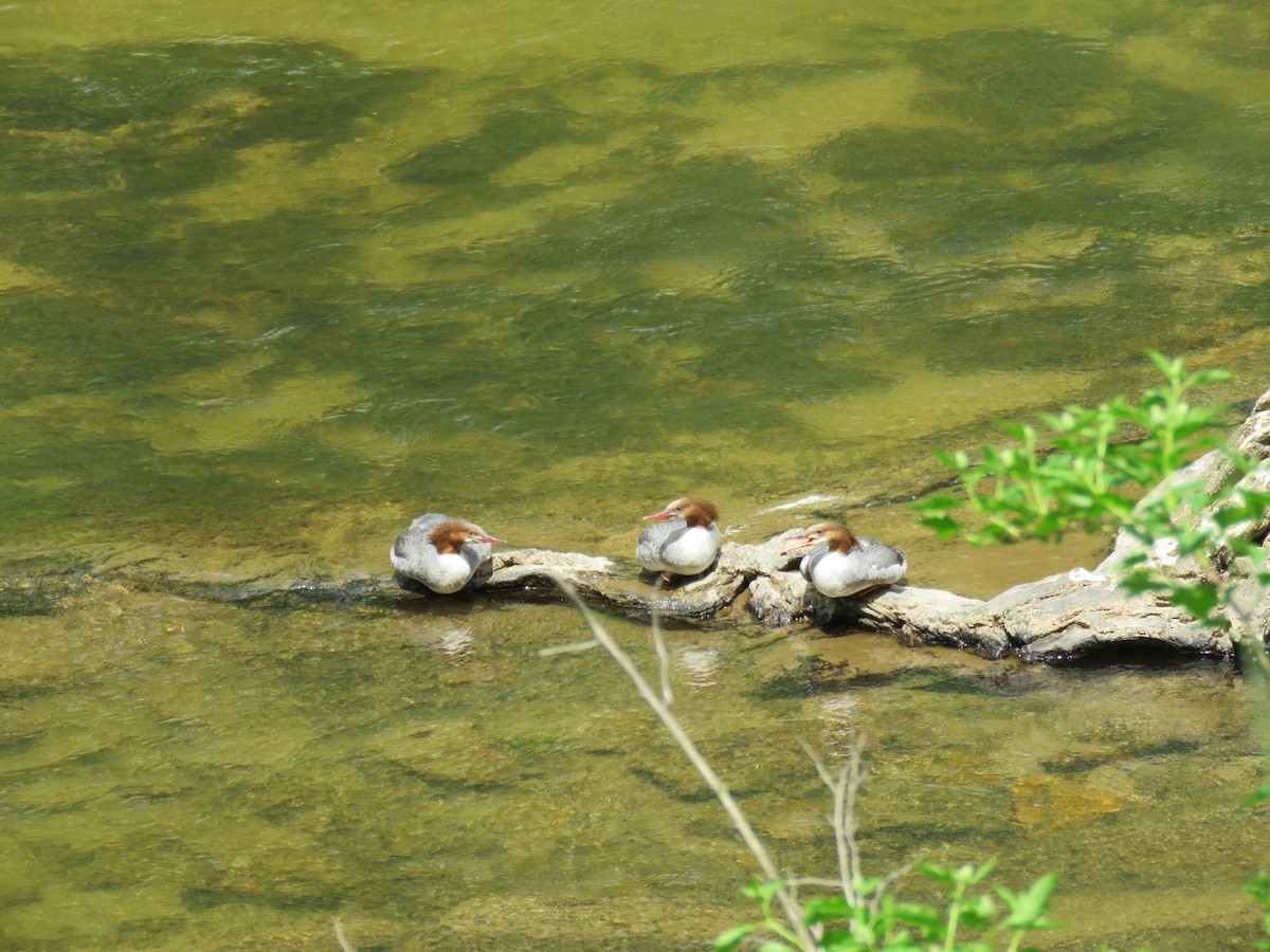 Common Merganser - ML572675081