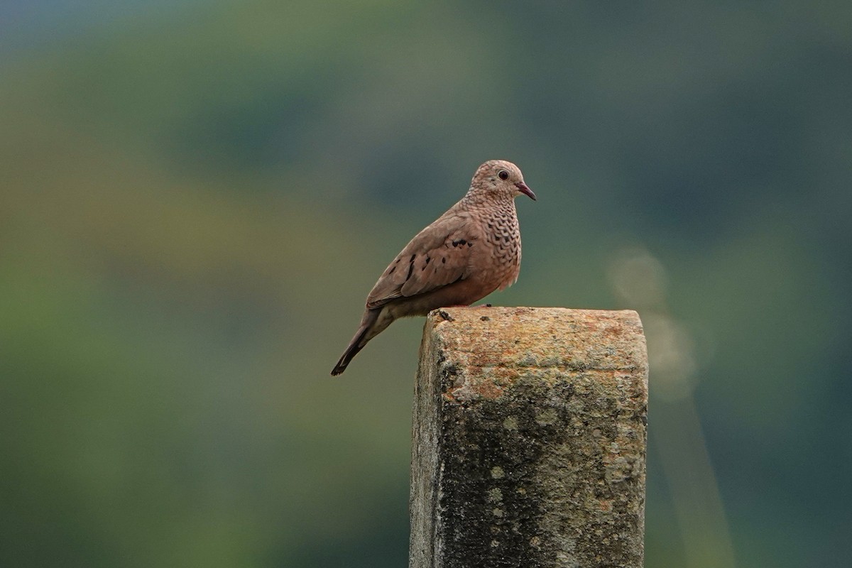 Common Ground Dove - ML572675941