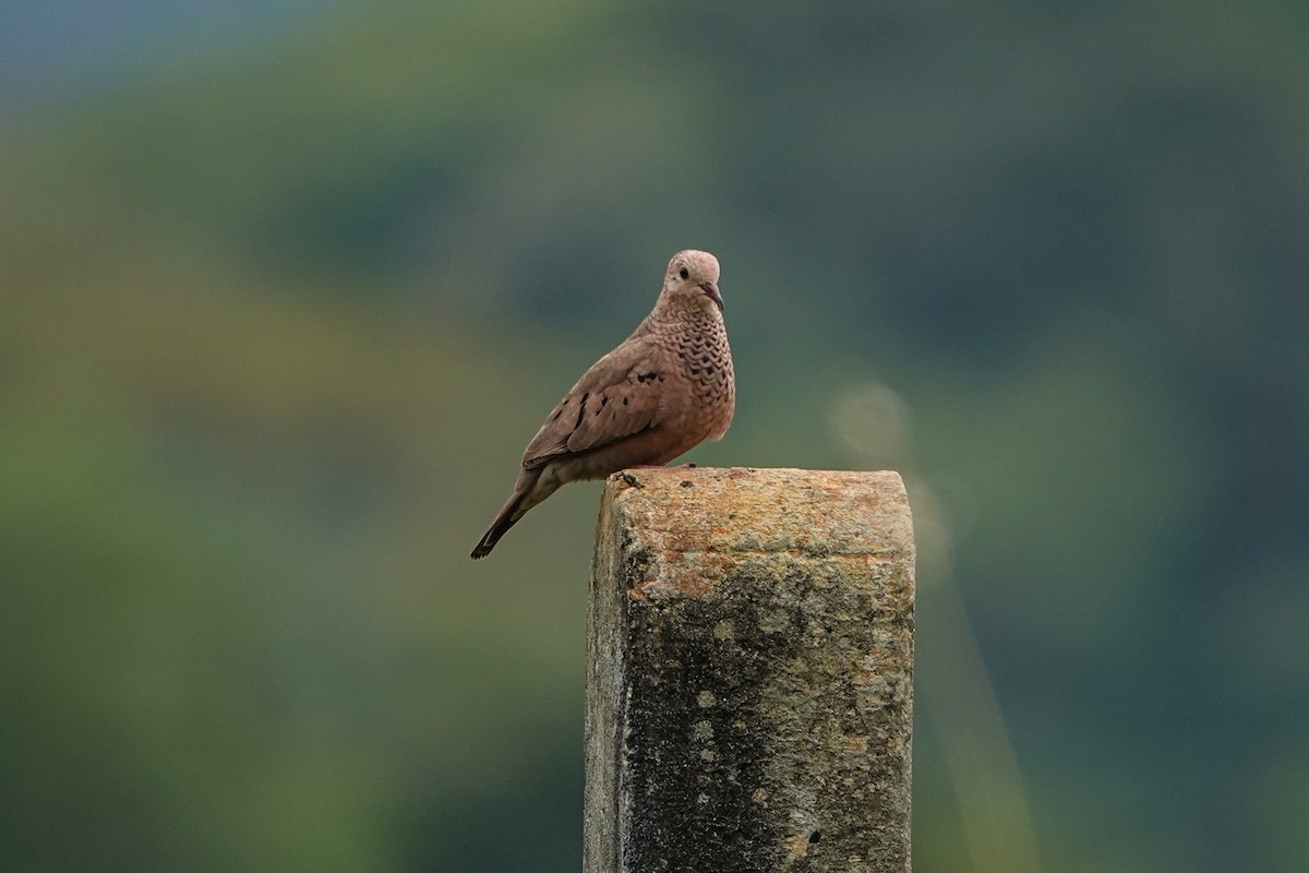 Common Ground Dove - ML572675951