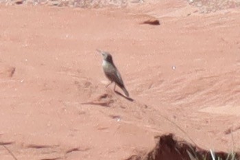 Troglodyte des canyons - ML572676471