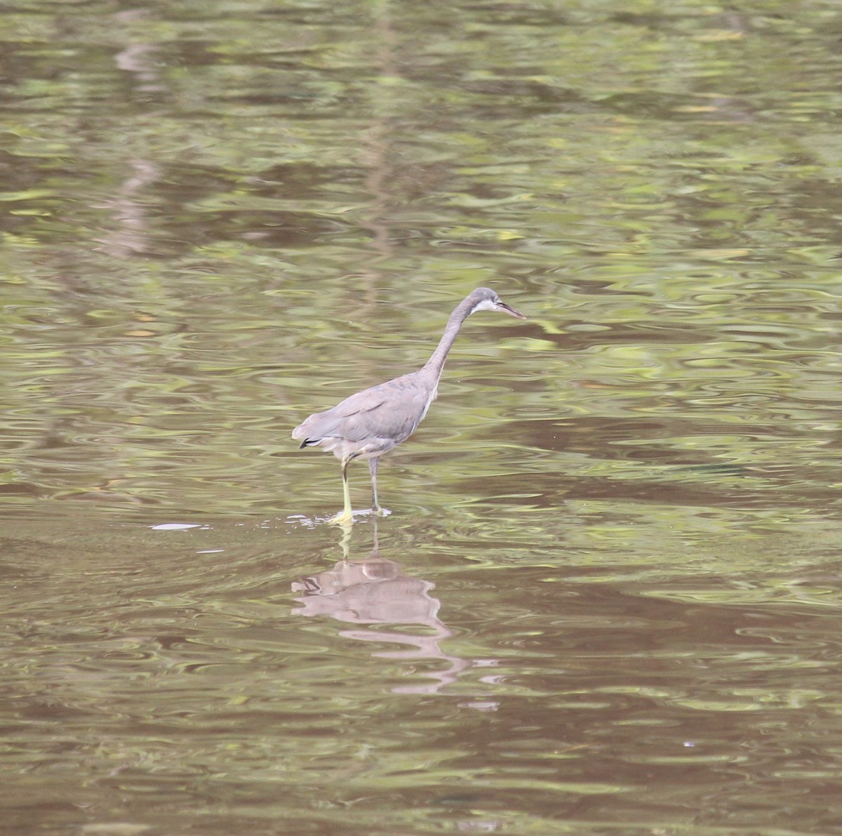 Western Reef-Heron - ML572678511