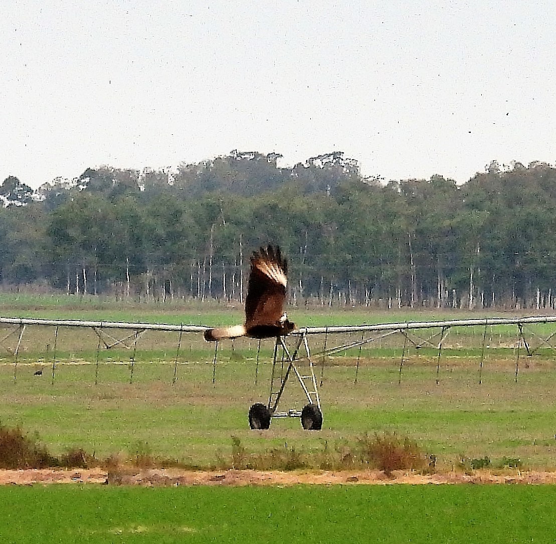 Long-winged Harrier - ML572678911