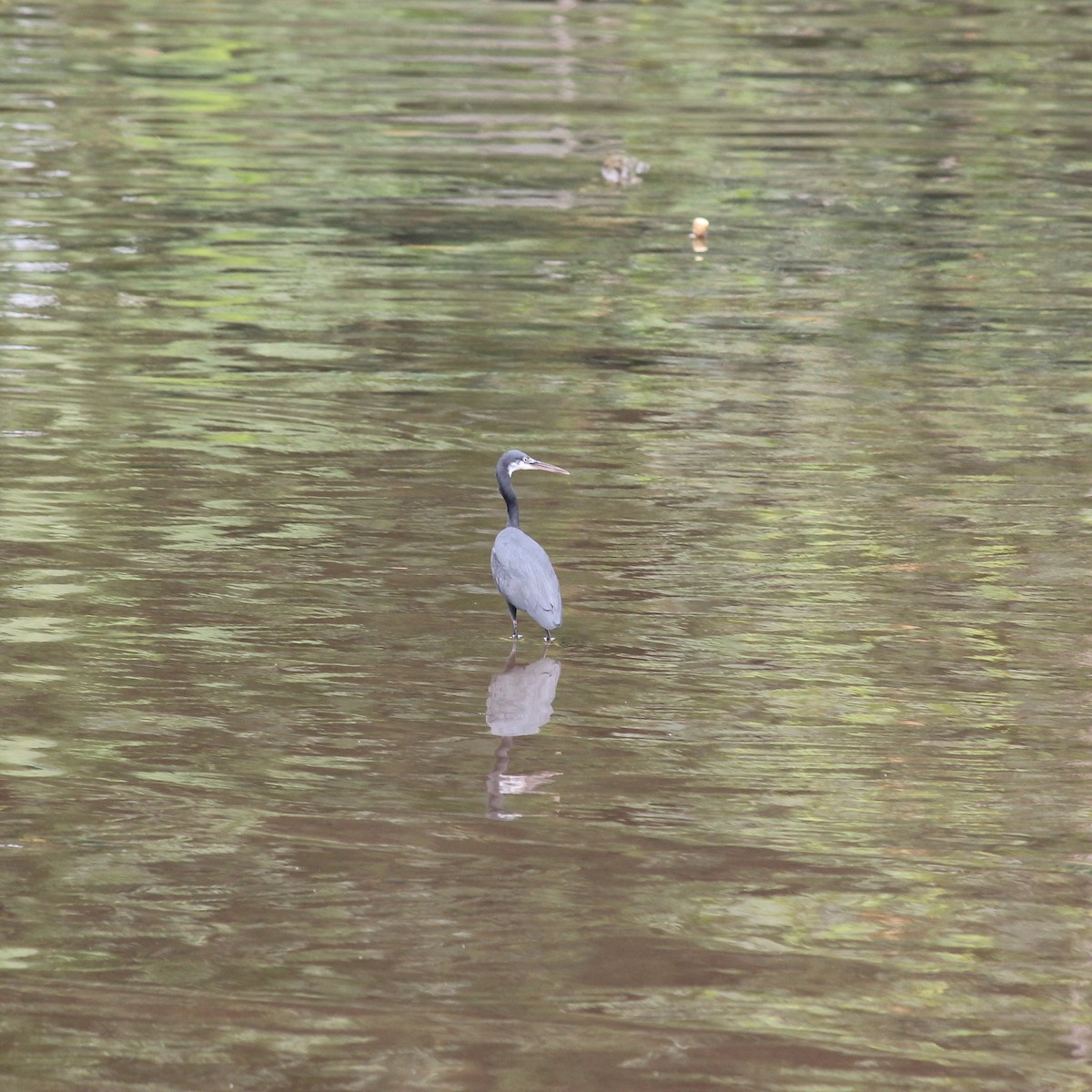 Western Reef-Heron - ML572679211