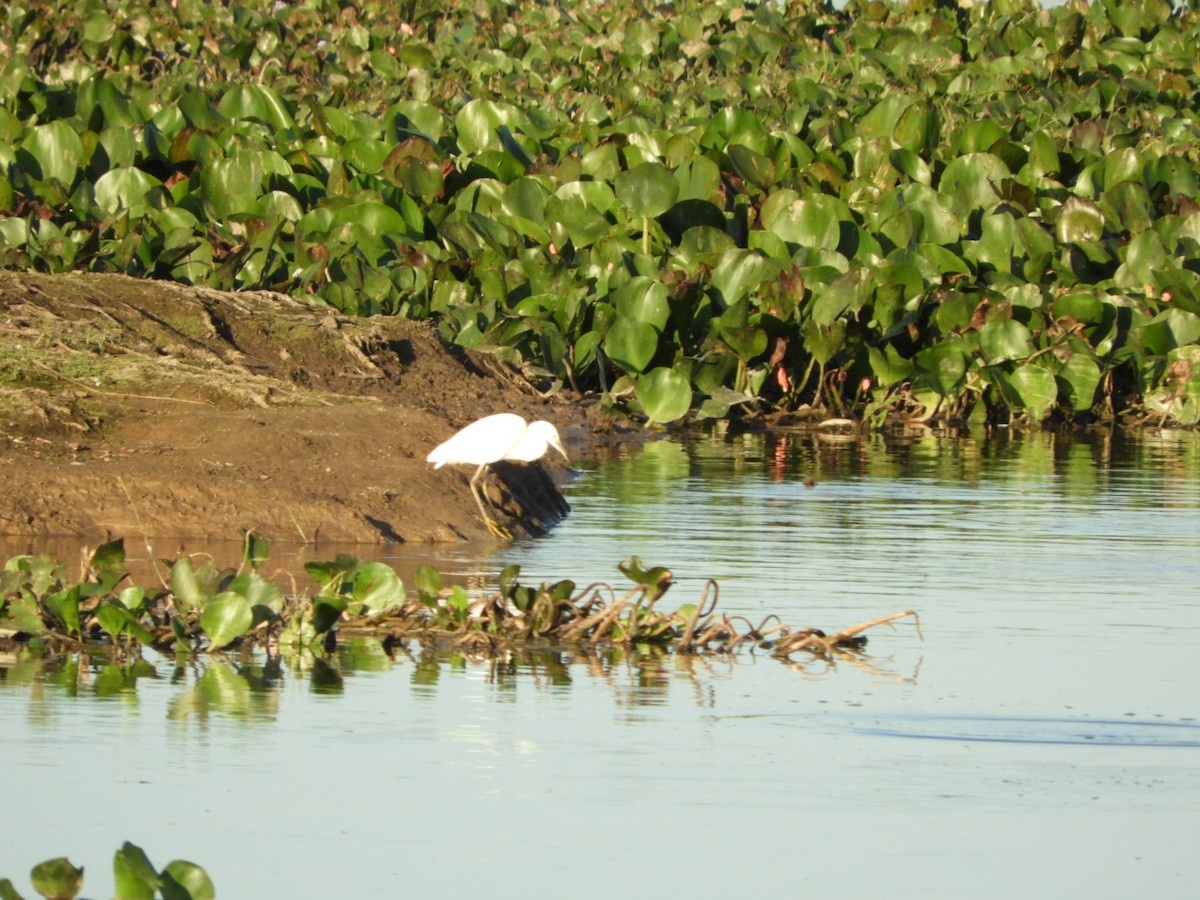 Snowy Egret - Silvia Enggist