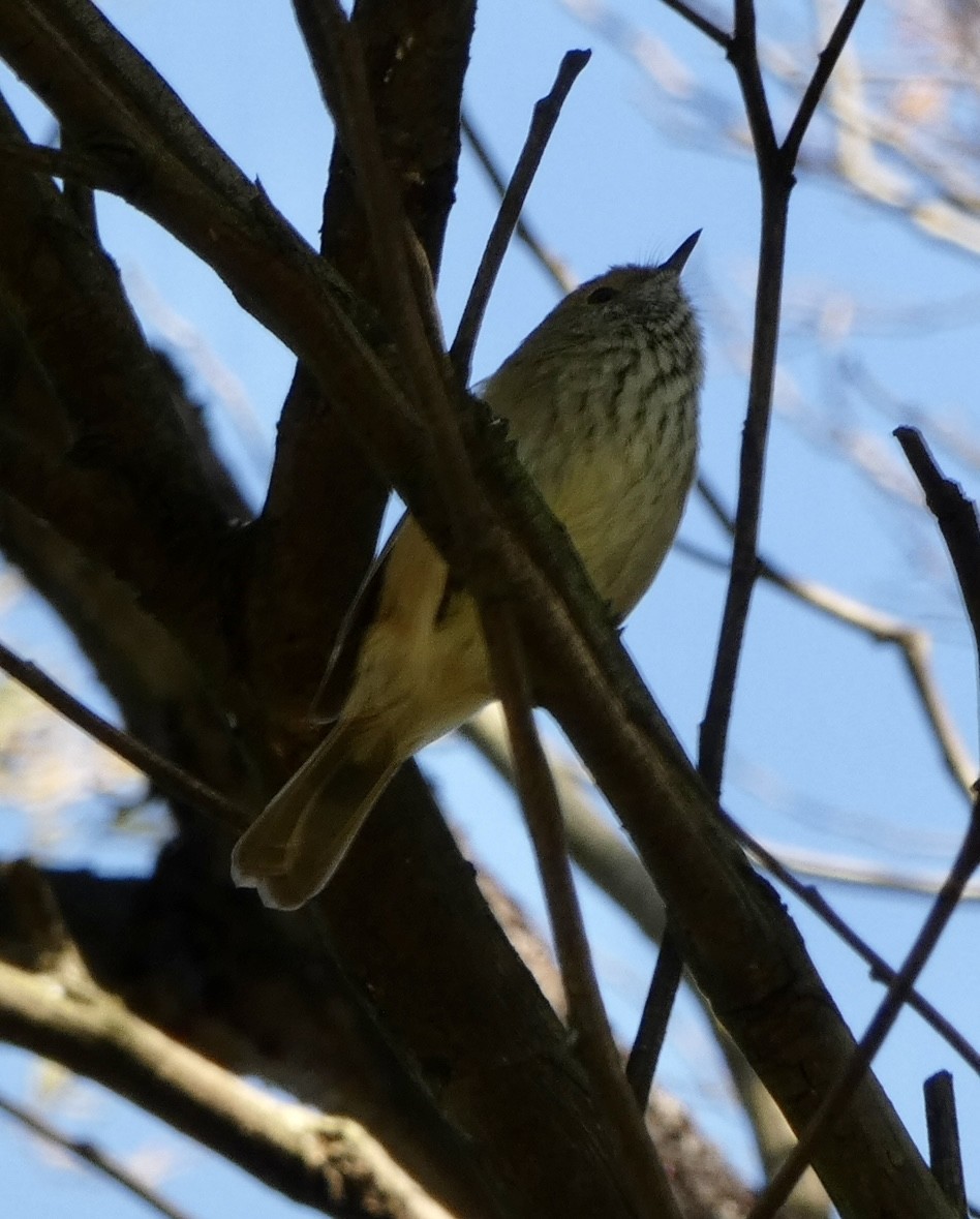 Brown Thornbill - ML572680391