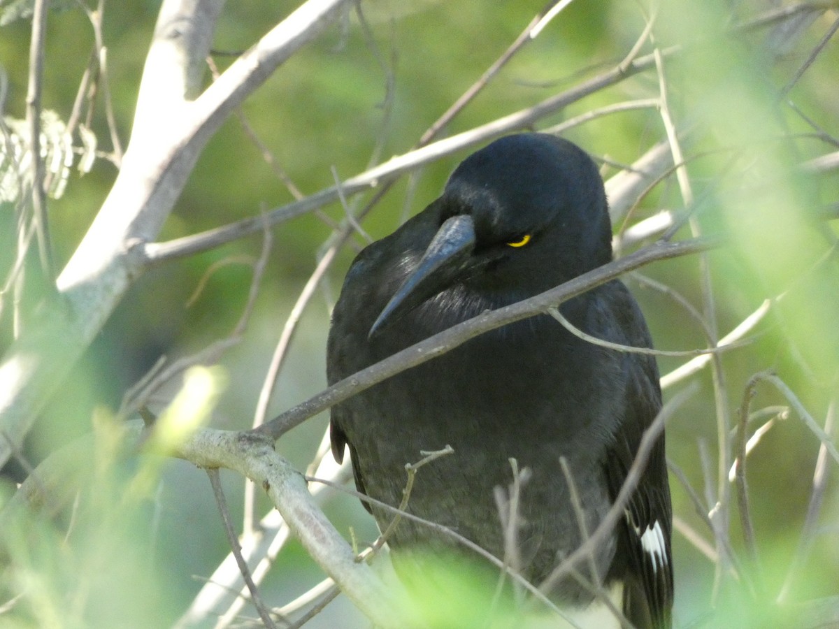 Pied Currawong - ML572680611