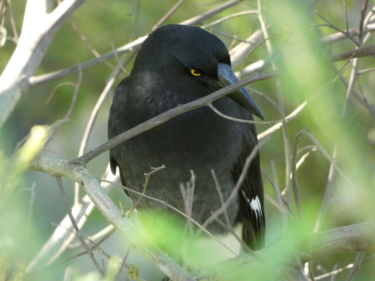 Pied Currawong - ML572680621