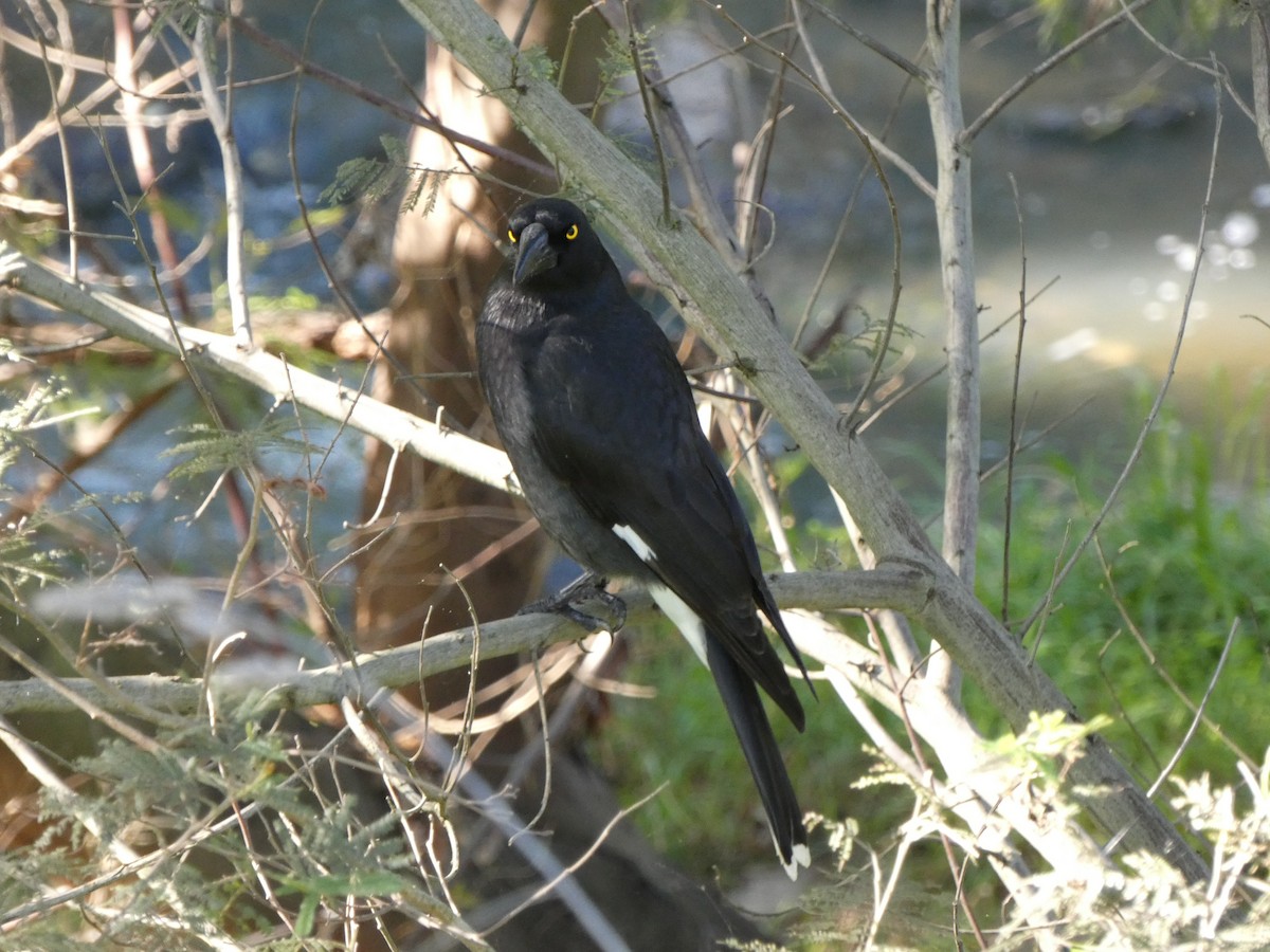 Pied Currawong - ML572680631
