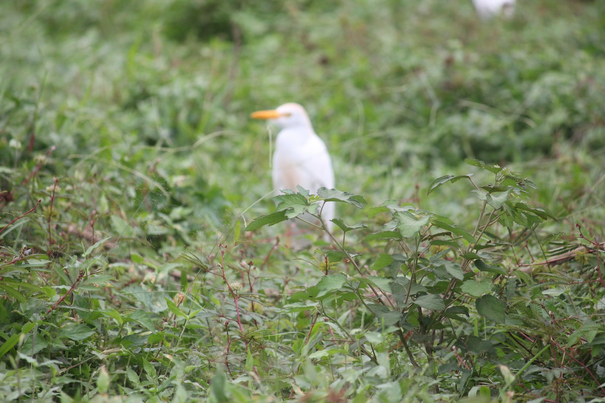 Western Cattle-Egret - ML572681291