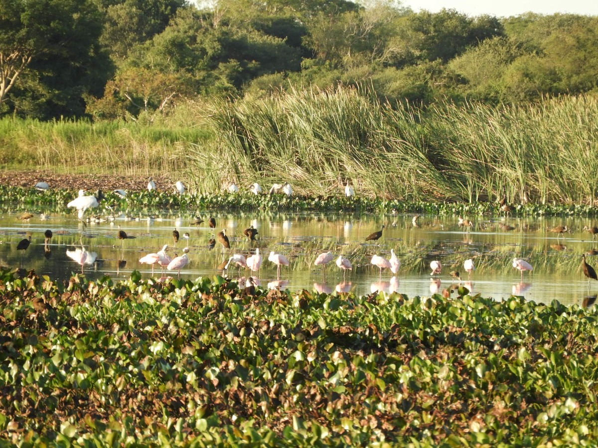 Roseate Spoonbill - ML572682301