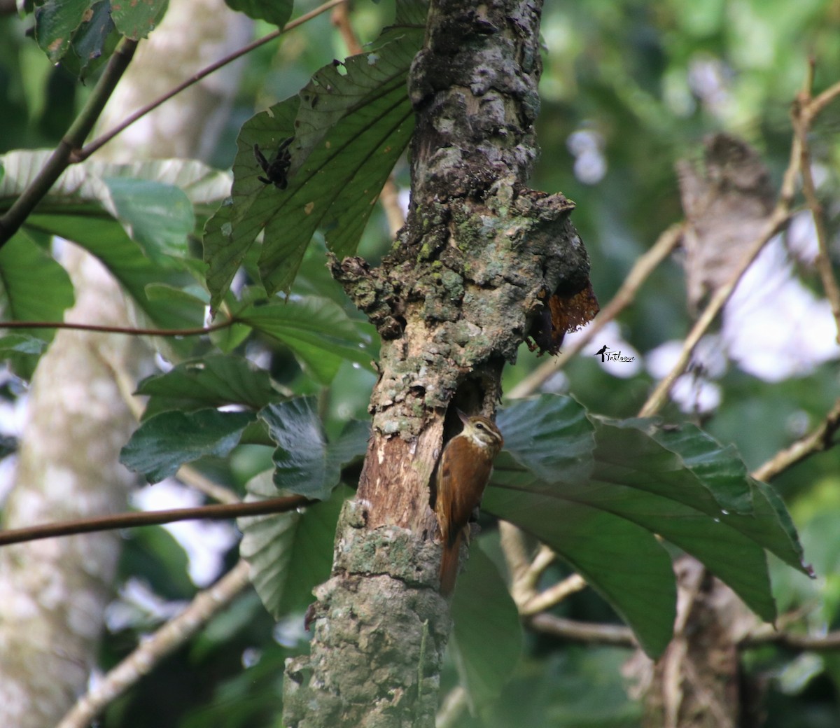 Streaked Xenops - ML572682601