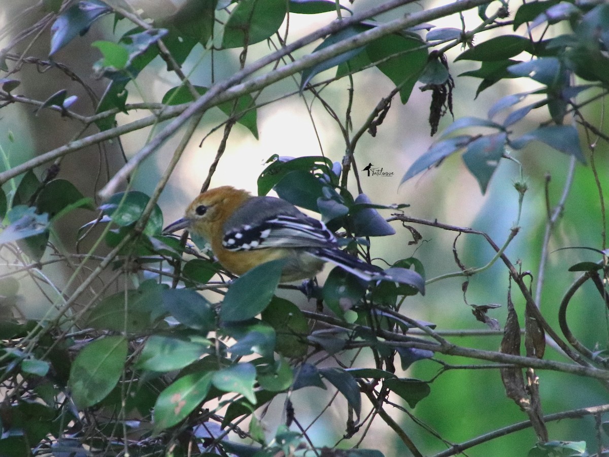 Large-billed Antwren - ML572682981