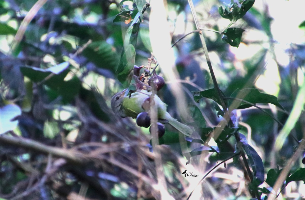 Ashy-headed Greenlet - ML572683061