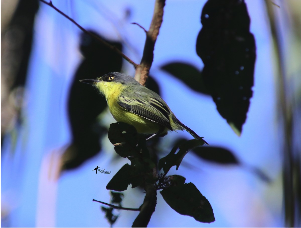 Common Tody-Flycatcher - ML572683181