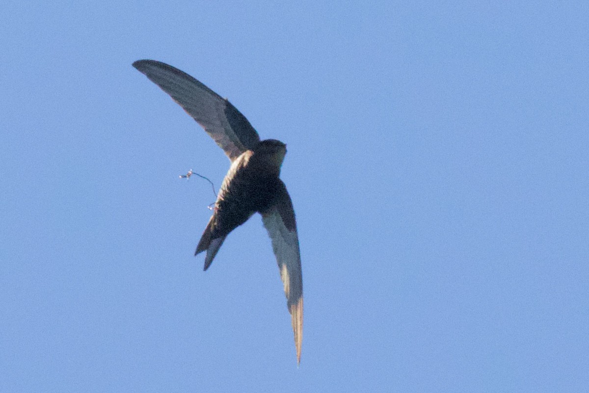 Cook's Swift - Luciano Naka