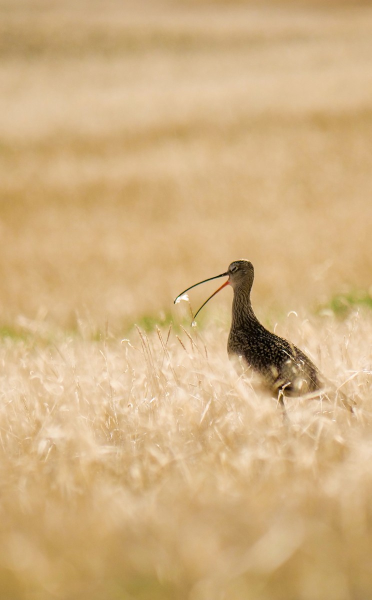 Long-billed Curlew - Bob Izumi