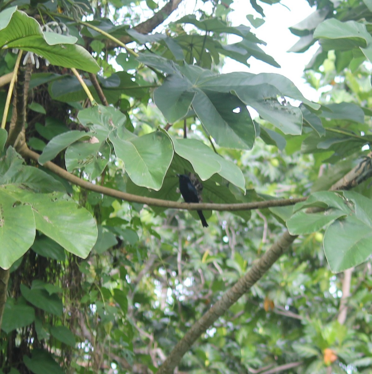 Velvet-mantled Drongo (Principe) - ML572683891