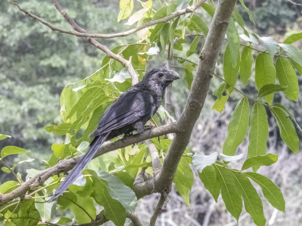 ミゾハシカッコウ - ML572684091