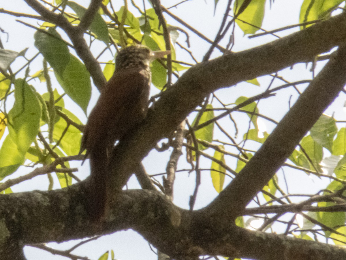 ケンハシオニキバシリ - ML572684151