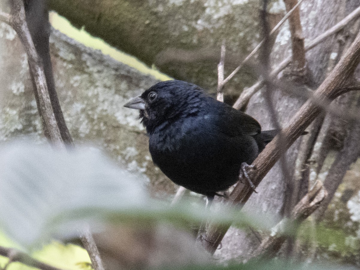 シコンヒワ - ML572684241