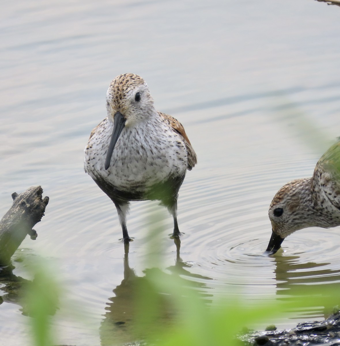 Dunlin - ML572684361