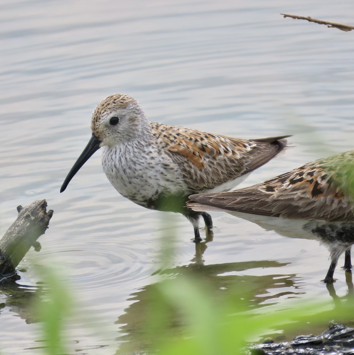 Dunlin - ML572684371