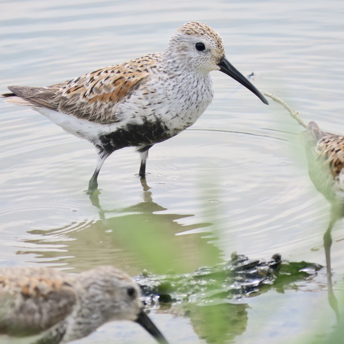 Dunlin - ML572684381
