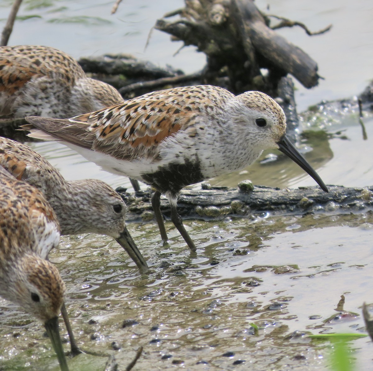 Dunlin - ML572684391