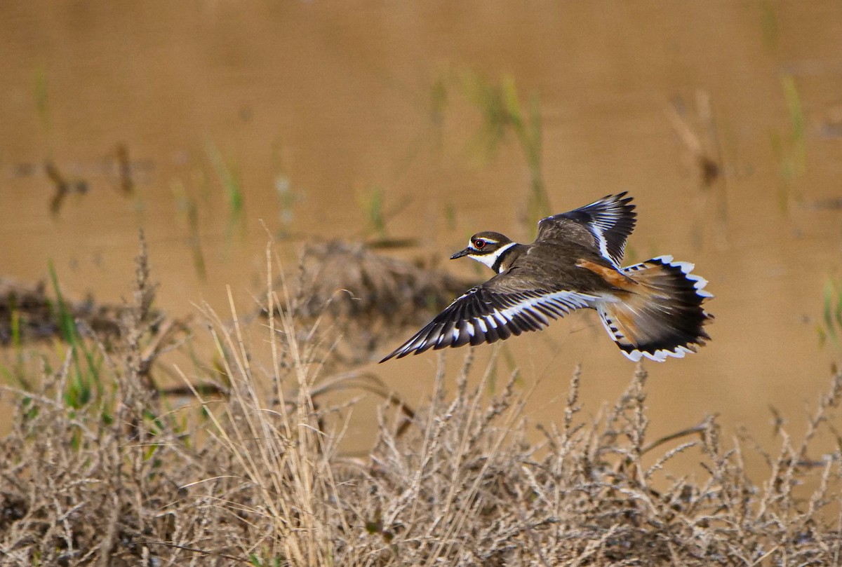 Killdeer - ML572684591