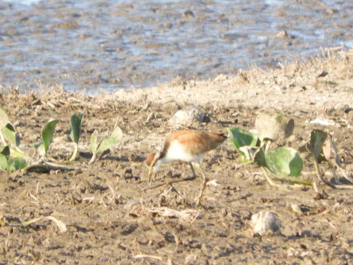 Wattled Jacana - ML572684601