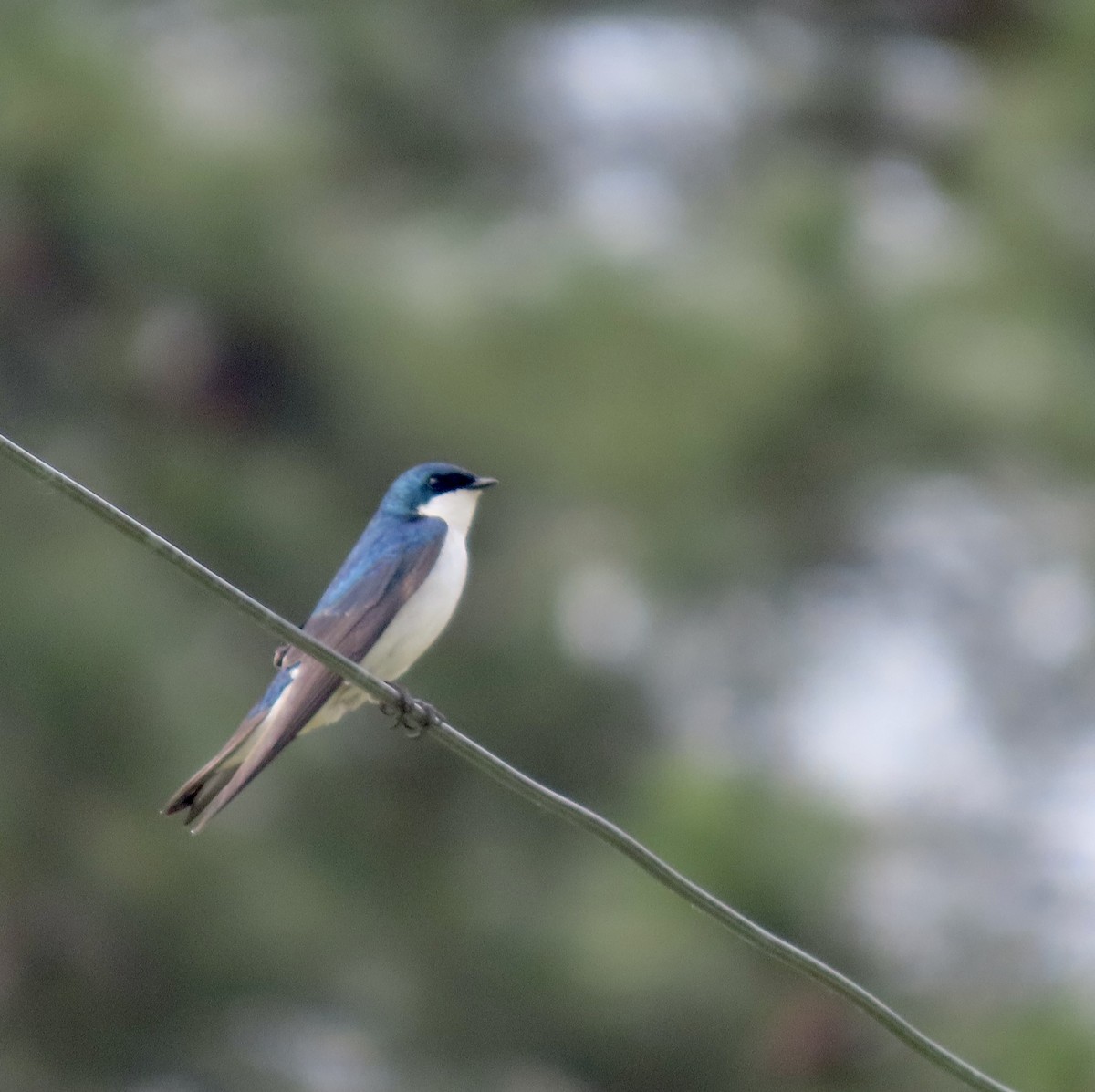 Tree Swallow - ML572684611