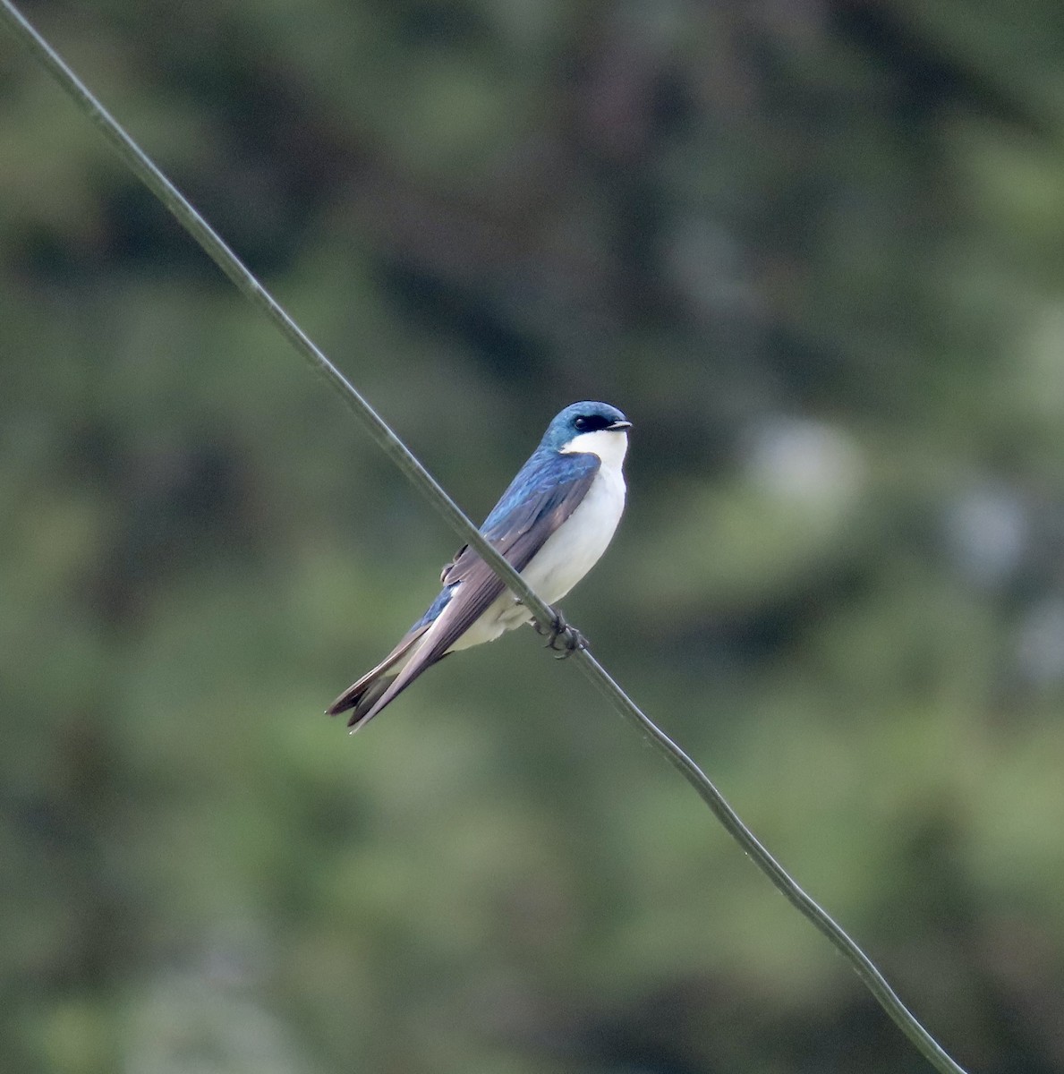 Tree Swallow - ML572684621