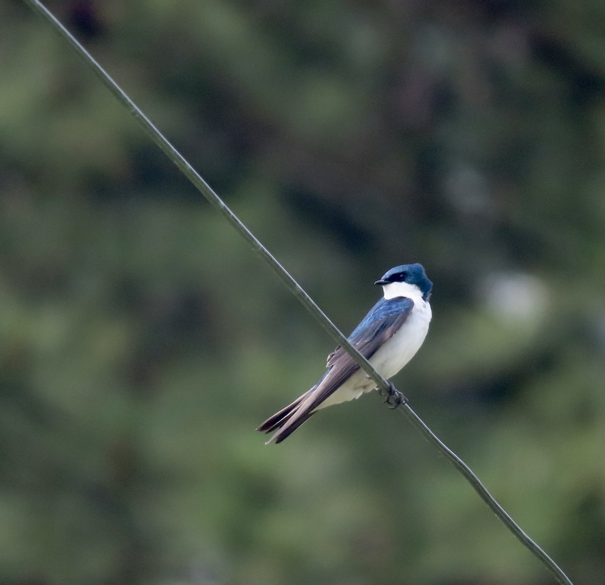 Tree Swallow - ML572684631