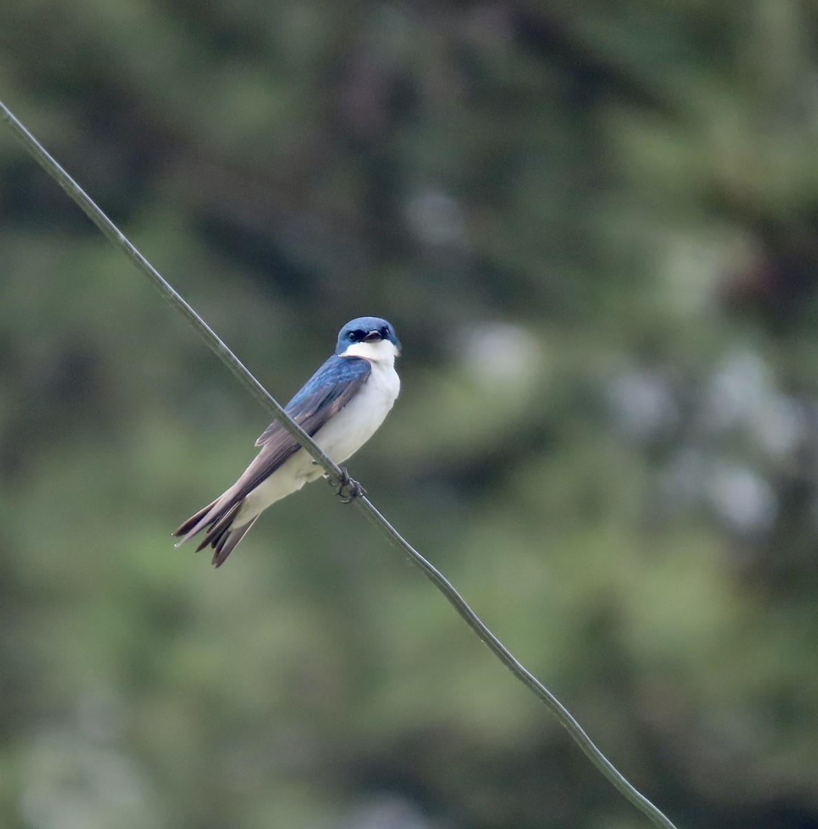 Tree Swallow - ML572684641