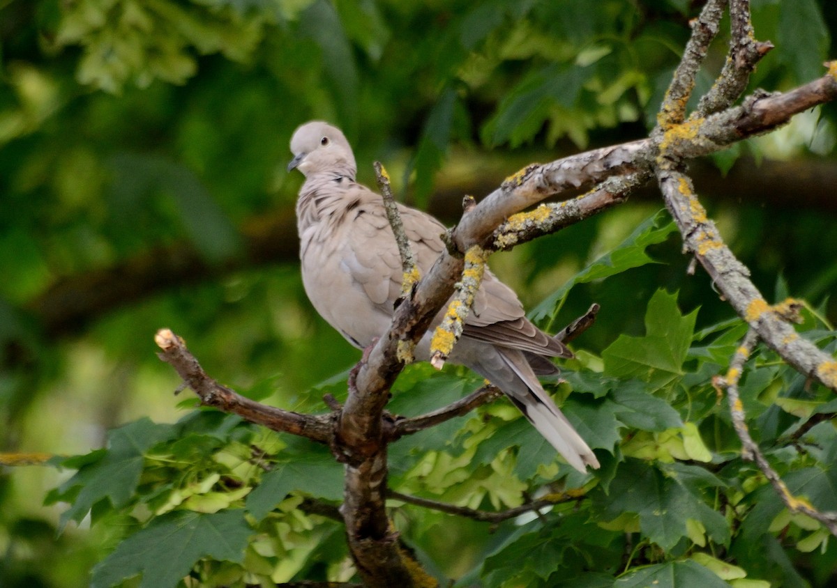 Eurasian Collared-Dove - ML572685201