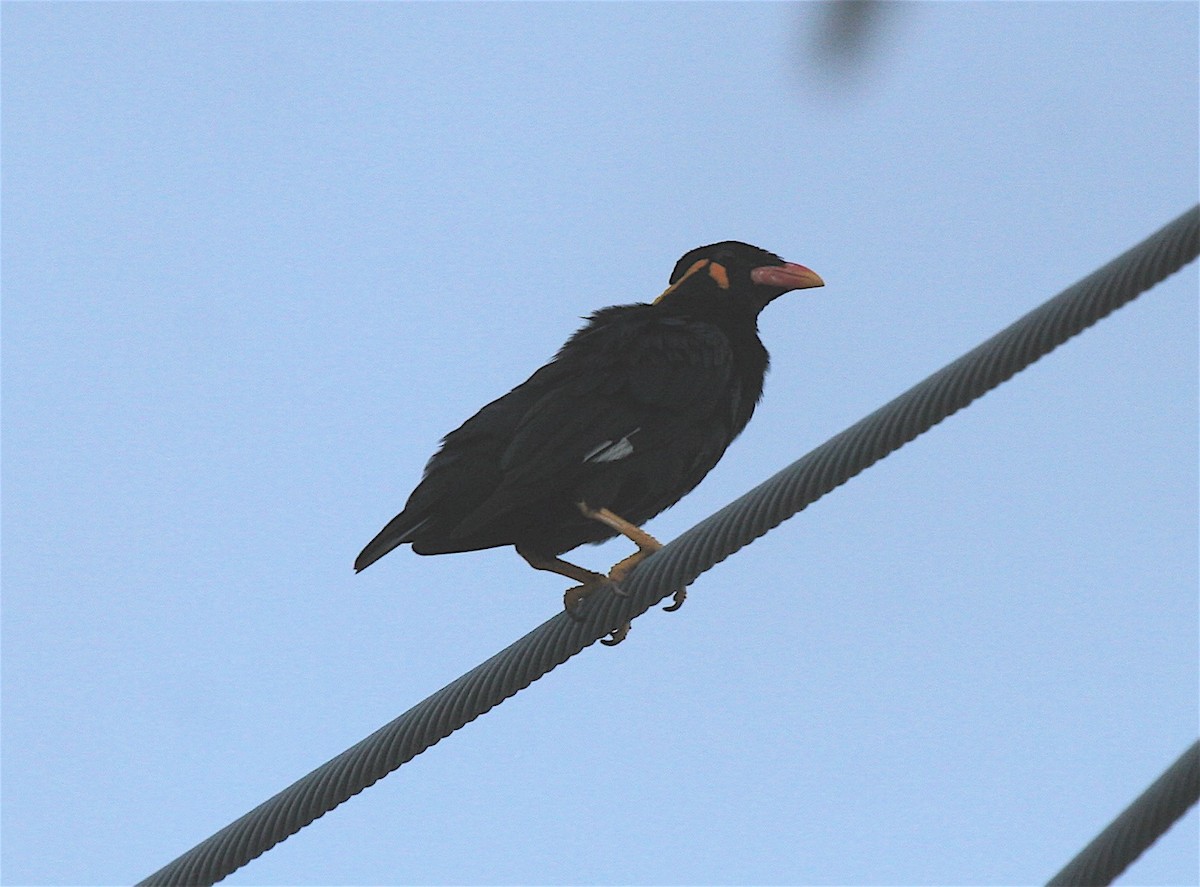 Common Hill Myna - ML572685301