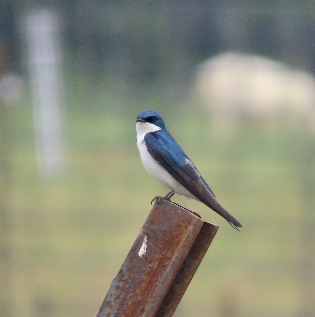 Golondrina Bicolor - ML572685951