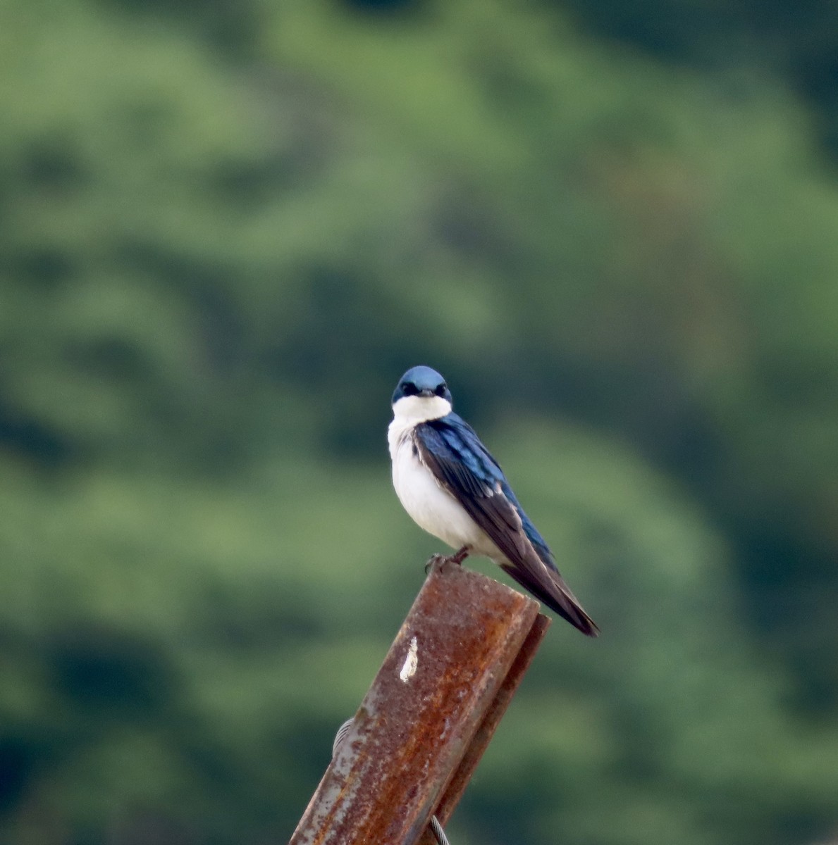 Tree Swallow - ML572685971